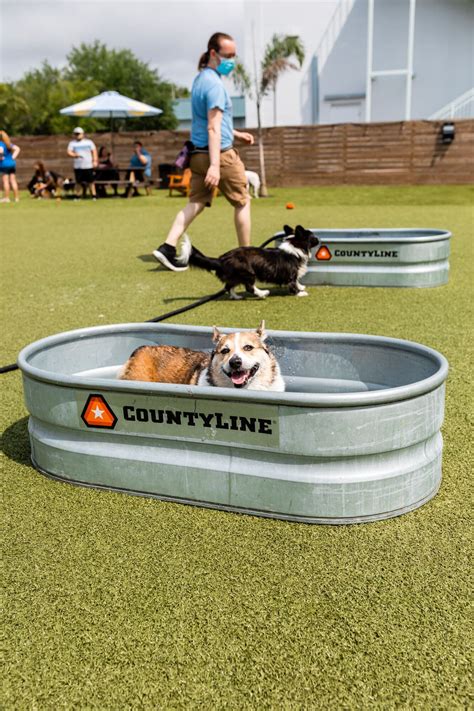 Two shepherds taproom tampa s largest dog park and bar – Artofit