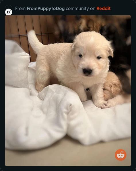 Image result for Lucy Evolution