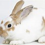 Image result for Wild Rabbits Habitat