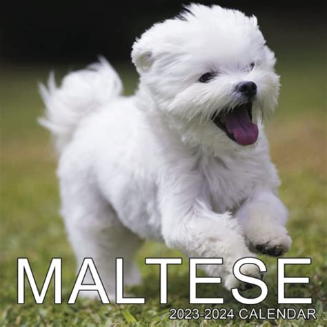 Photography Of Maltese 2023 2024 Calendar Of Maltese As Perfect ...