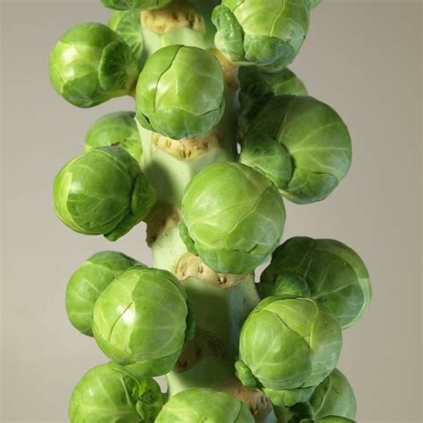 How to Grow Brussels Sprouts