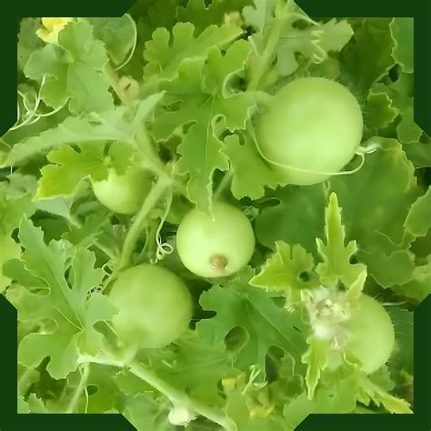 Green Paradise® Tinda Fruit (Indian Round Gourd) Seeds Pack ...