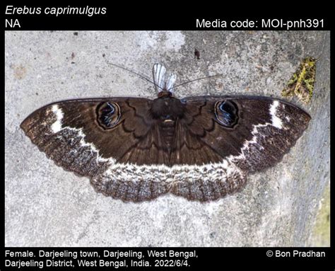 Erebus caprimulgus (Fabricius, 1775) - | Moths