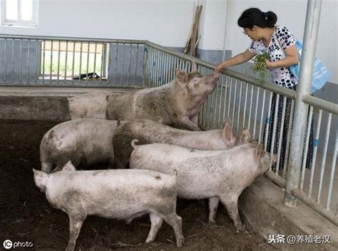 猪场建设指南：建养猪场需要什么手续？详细申请流程！_养殖_畜禽_用地