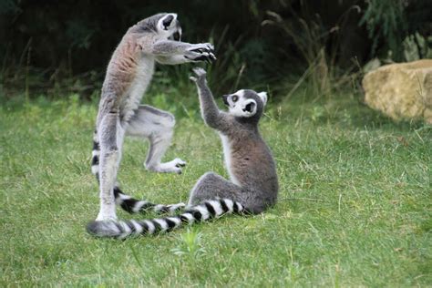 20 cosas que quizás no sabías sobre los lémures - Animales alrededor ...