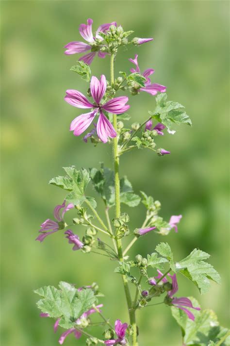 Malva sylvestris L. - Préservons la Nature