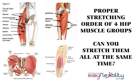 Hip Flexor Muscles Diagram