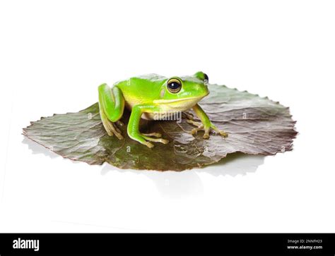 Image result for Small Tree Frog