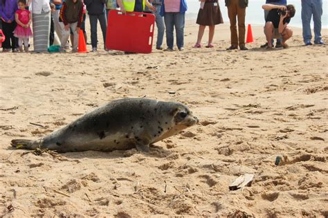Progressive Charlestown: Mystic Aquarium releases THREE rescued seals ...