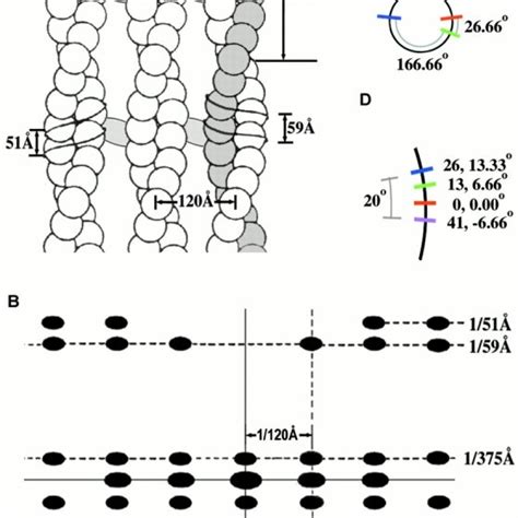 Schematic presentation for the symmetry and diffraction of cross-linked ...