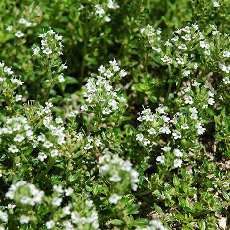 White Creeping Thyme