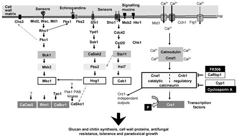 The PHR Family: The Role of Extracellular Transglycosylases in Shaping ...