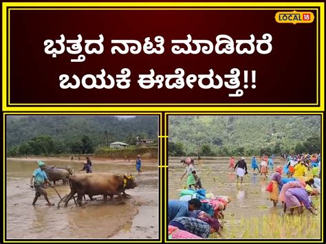 Horanadu Annapoorna: ಜಗದಂಬೆ ಅನ್ನಪೂರ್ಣೆಗೇ ಅನ್ನ ಕೊಡೋ ಗದ್ದೆಯಿದು, ಇಲ್ಲಿ ...