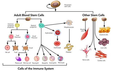 Stem Cell Process 的图像结果