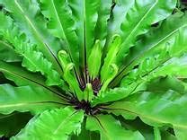 ExoticRarePlants Birds Nest Fern Plant : Amazon.in: Garden & Outdoors
