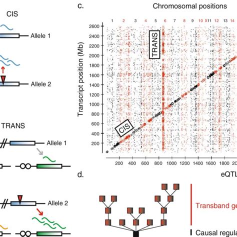 Image result for Locus Control Region Gene Expression