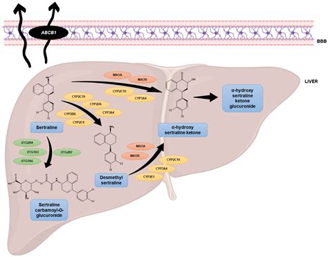 Antidepressant Drug Sertraline against Human Cancer Cells