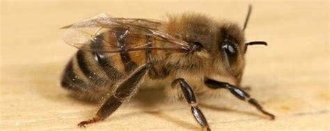 野外遇到蜜蜂怎么办 被蜜蜂蛰了怎么处理 _八宝网