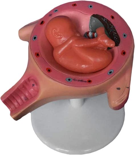 High Quality Embryo Model Fetus Model Human Pregnancy Model Uterine ...