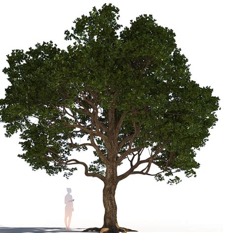 Quercus Agrifolia Coast Live Oak