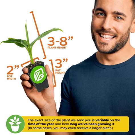 Gros Michel "Big Mike" Banana - Musa - Wellspring Gardens