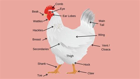 Chicken Cloaca
