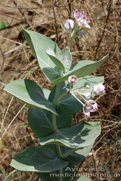 PLANTS-HISTORY OF AYURVEDA | Ayurvedic Medicinal Plants