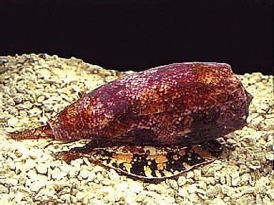 Image result for Cone Shell Venom