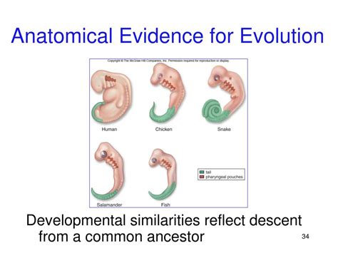 Evidence of Evolution 的图像结果