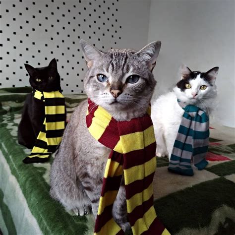 Harry Potter Gatos HP Catlovers Grifinoria gryffindor Casas do Harry ...