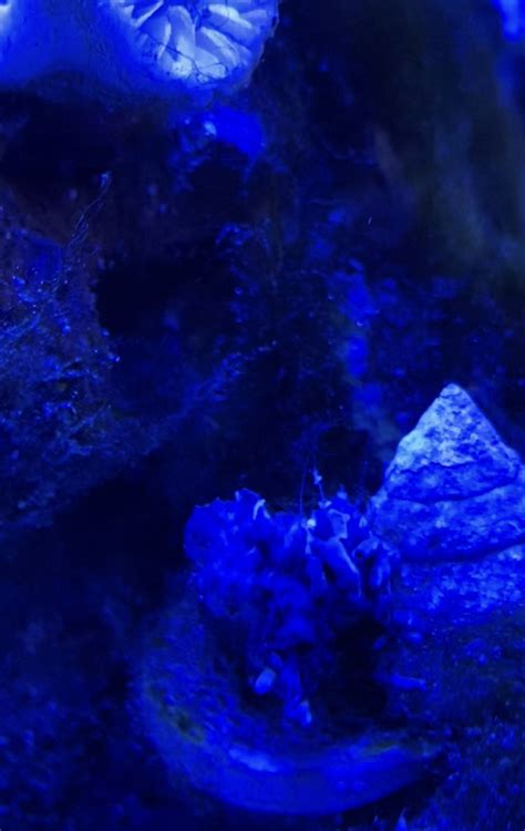 Corals Dying 的图像结果