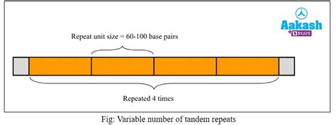 DNA fingerprinting: Steps and Applications, Practice Problems and FAQ’s ...