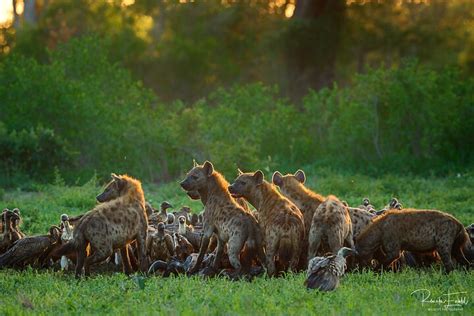 KEDIBONE SAFARIS Guide (2026) All You Need to Know BEFORE You Go (with ...