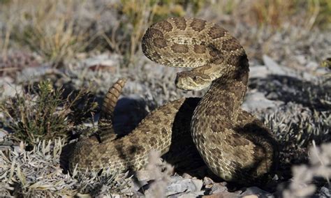 What Snakes Live in Montana? 6 Huge Serpents You May Encounter - A-Z Animals