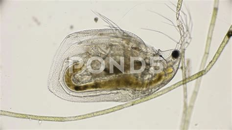 Flea Microscope 的图像结果
