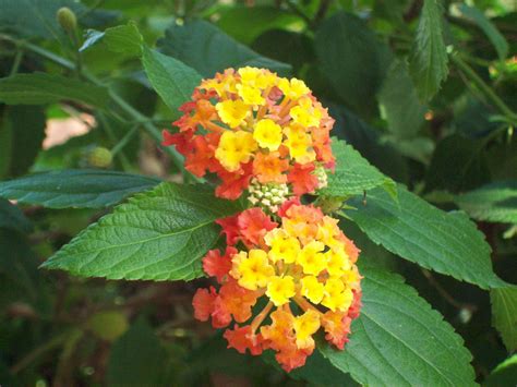 Lantana Poisonous Plant