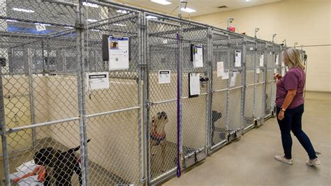 Indian River Humane Society closes doors due to overcrowding