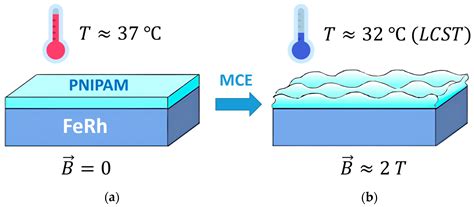 A Model of a “Smart” Thermoresponsive Composite with Convertible ...