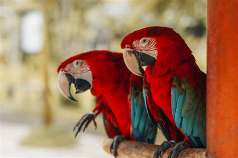 Bali Bird Park - Indonesia Travel Guide | Flamingo Travels