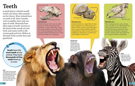 Animal Teeth Types and Functions