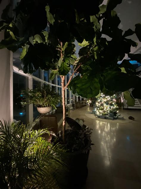 Plant-obsessed gay guy here, who else plays with up-lighting for nighttime drama? : r/houseplants