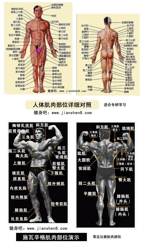人体肌肉 -人体肌肉图解-肌肉部位、人体肌肉解剖图_健身吧