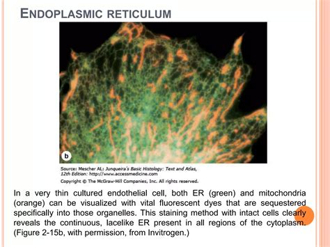General morphology of the cell | PPTX