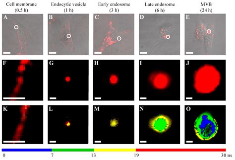 Fluorescence-Lifetime Imaging Microscopy for Visualization of Quantum ...