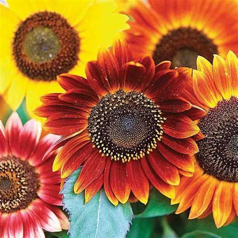 Sunflower forage and crop residues | Feedipedia