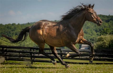 The World's Fastest Horse Breeds - A-Z Animals Slideshows