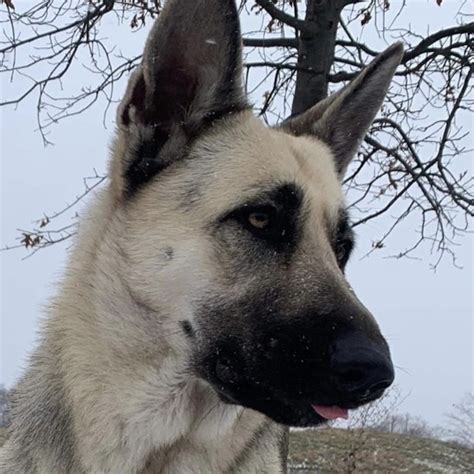 About VEOs | RMD East-European Shepherds