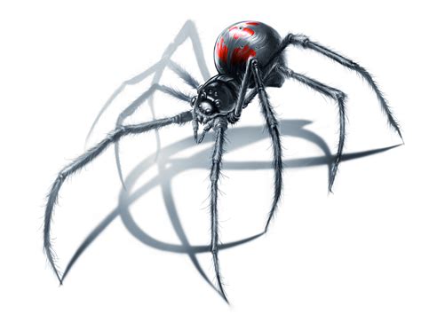 Black Widow Spider Drawing