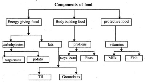 Image result for Science Class 6 Chapter 2 Components of Food