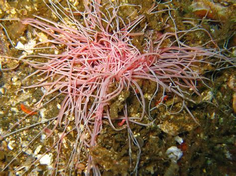 Real Monstrosities: Spaghetti Worms and Spaghettier Worms